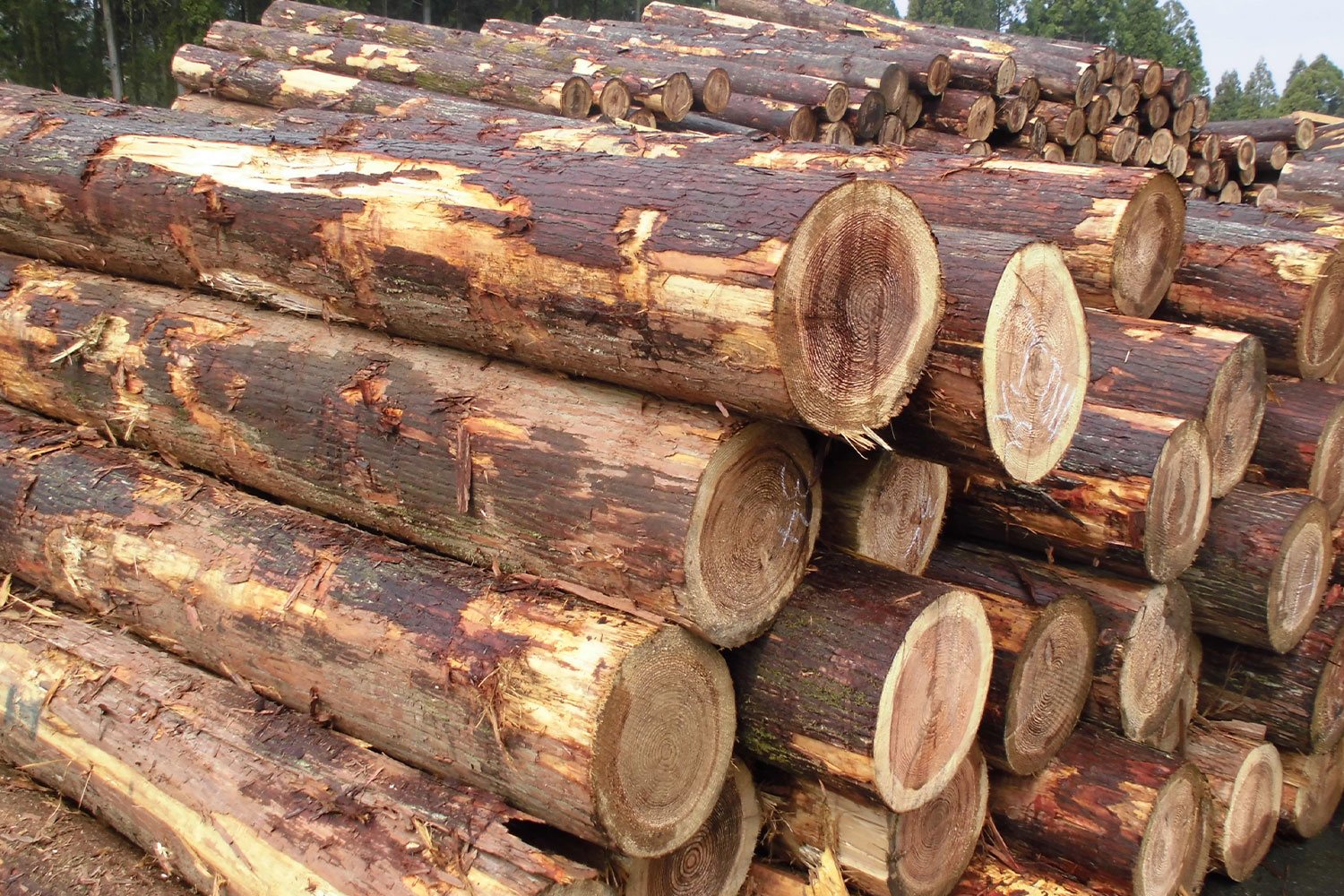 沖縄県 木造住宅飫肥（おび）杉　-適材適所-